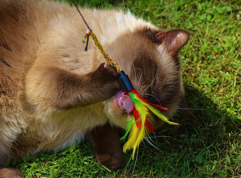Top 7 Best Interactive Cat Toys In 2017 To Keep Indoor Cats Entertained Top 7 Best Interactive Cat Toys In 2017 To Keep Indoor Cats Entertained