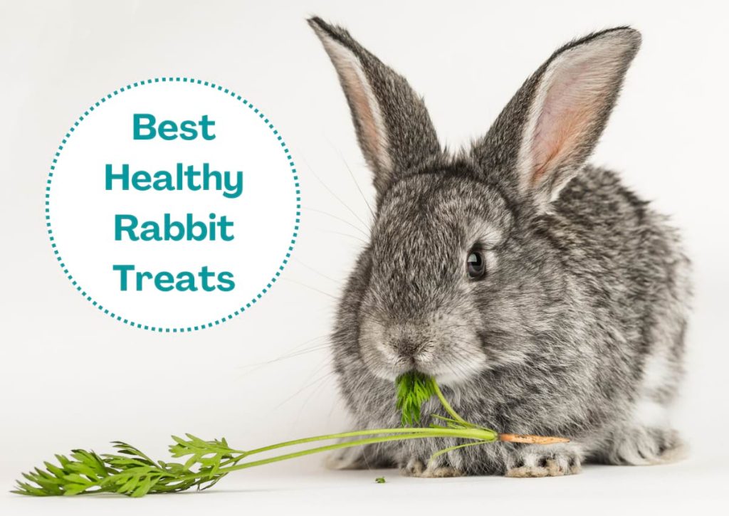 Best Healthy Rabbit Treats & Snacks (& What to Avoid) Animallama