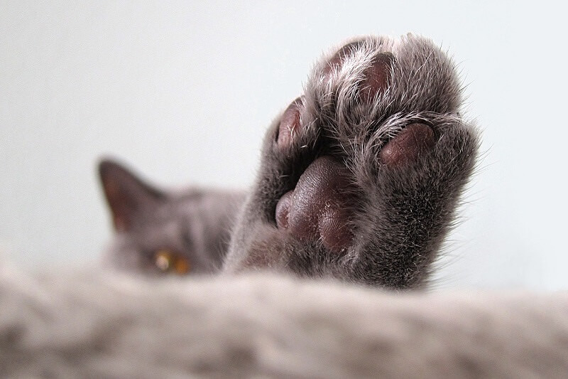 How to Tell if Your Cat Is Happy? These 8 Signs Will Show You Animallama