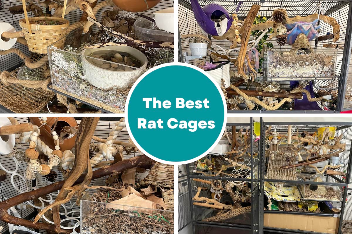 Best Cages Meet Ethical Size Requirements