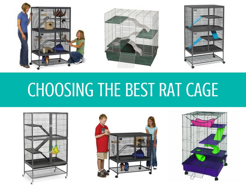 cage size for 2 rats