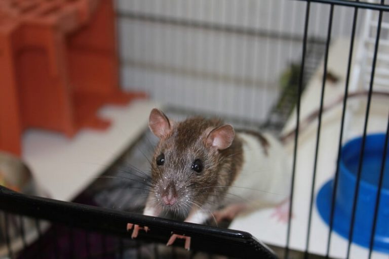 Top 6 Best Rat Cages Find The Best Home For Your Pets Animallama