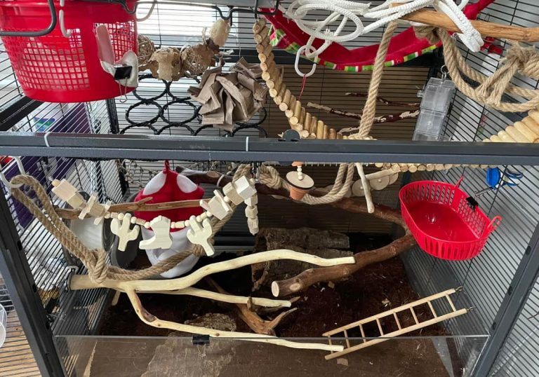 How to Clean a Rat Cage: Our Rat Cage Cleaning Schedule