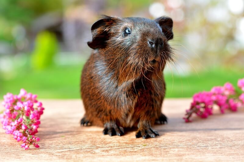 Guinea Pig Training 101 How To Train Your Guinea Pig Step By Step