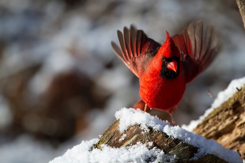 How to Attract Cardinals to Your Yard 5 Things You'll Need Animallama