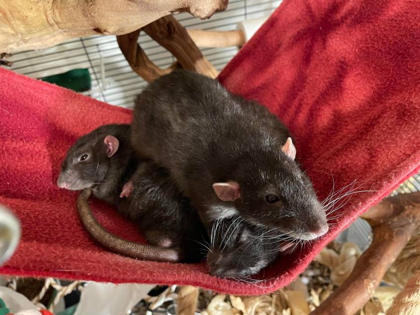 Rats laying on top of each other