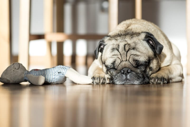 Toys for shelter dogs