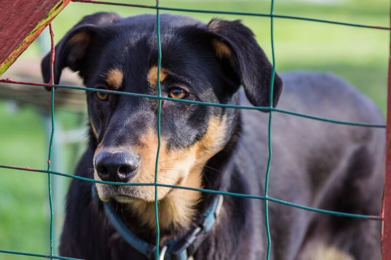Ways to help shelter dogs