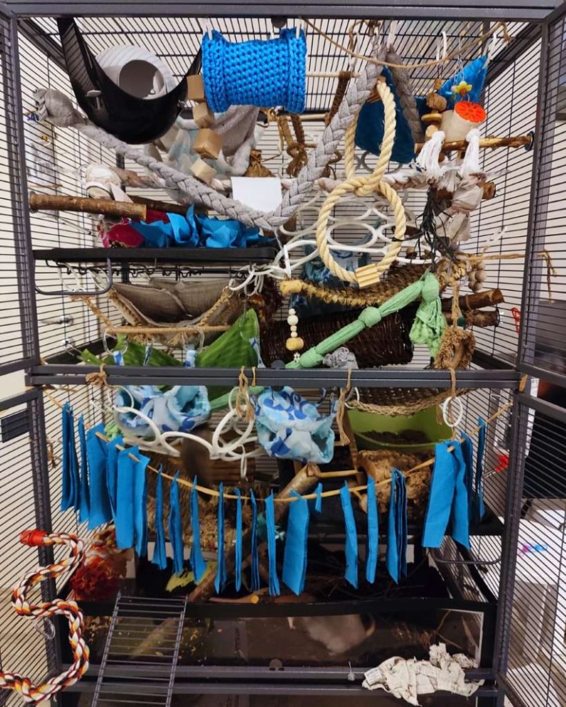 Rat Cage Setup Ideas & Tips [+ Photos] Keep Your Rats Active