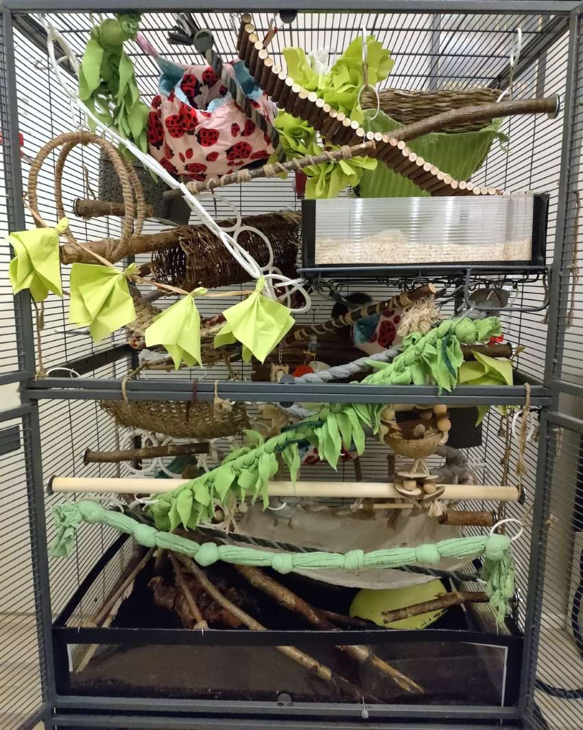 Rat Cage Setup by Anni Tikkanen forest