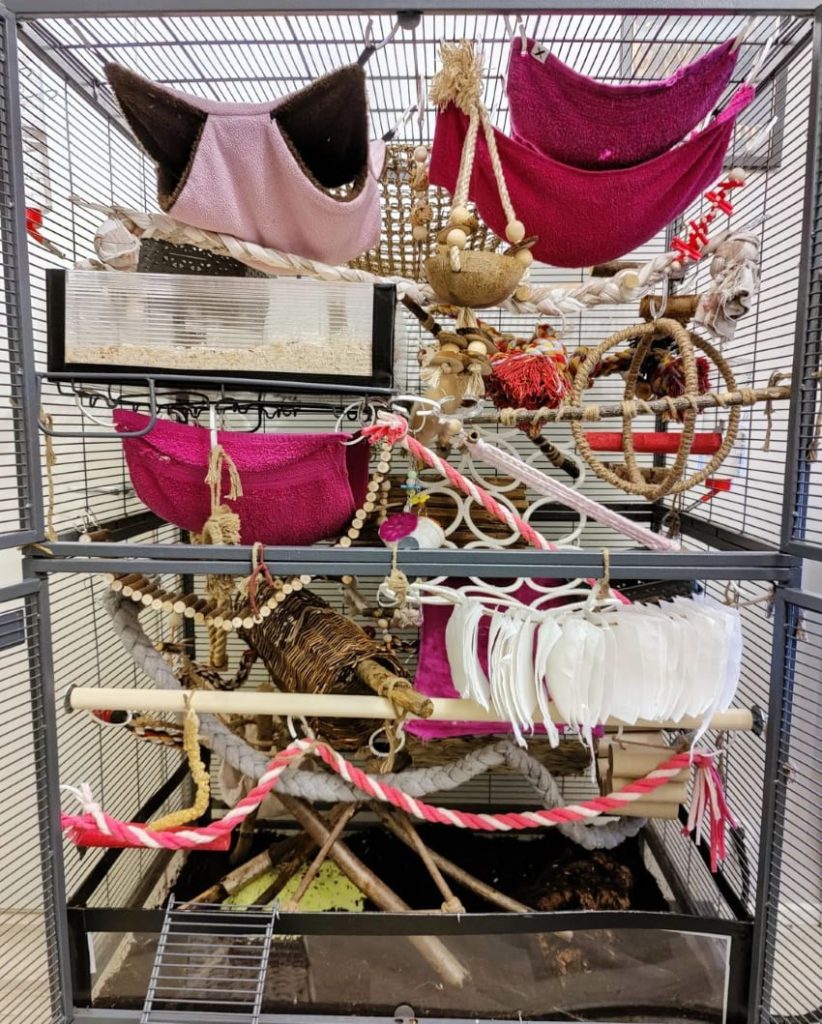 Rat Cage Setup by Anni Tikkanen pink