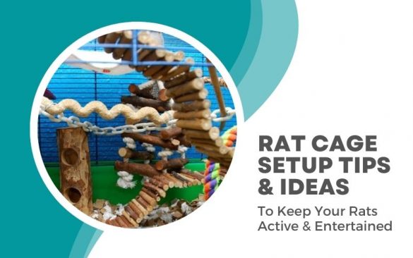 Rat cage setup ideas