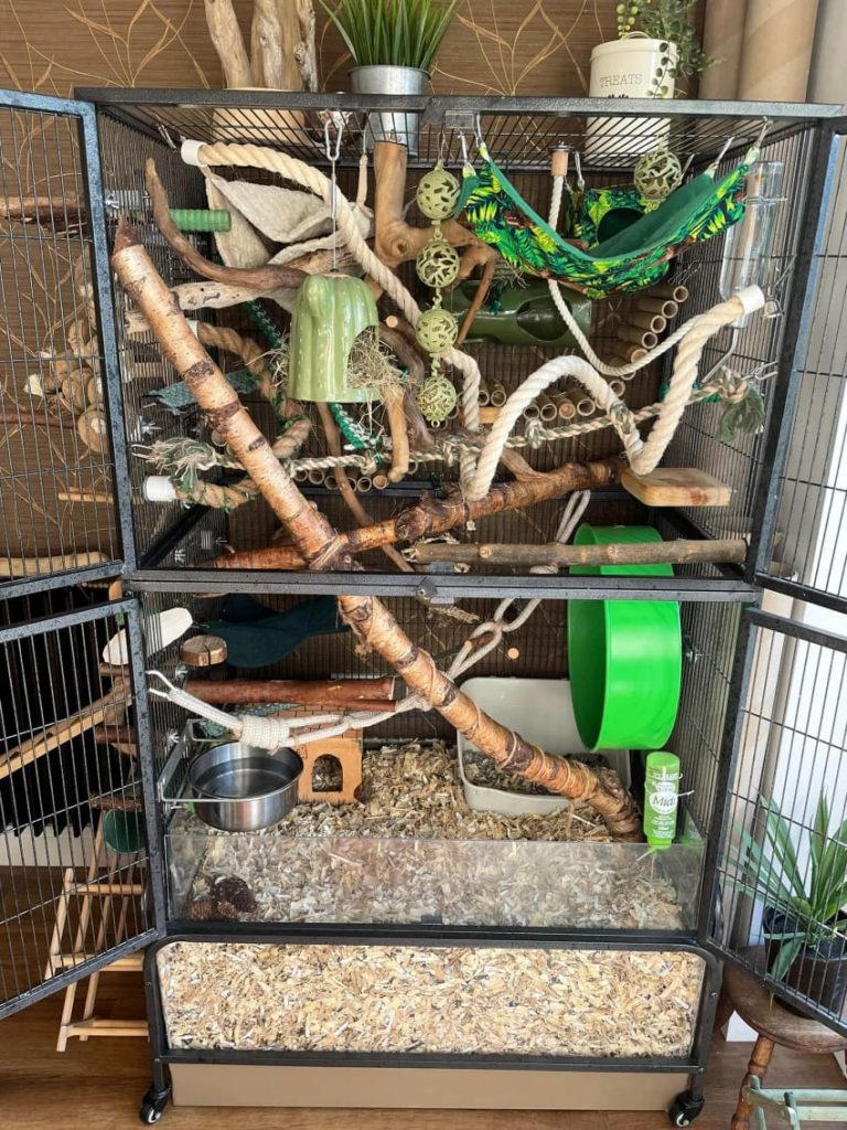 Rat cage setup