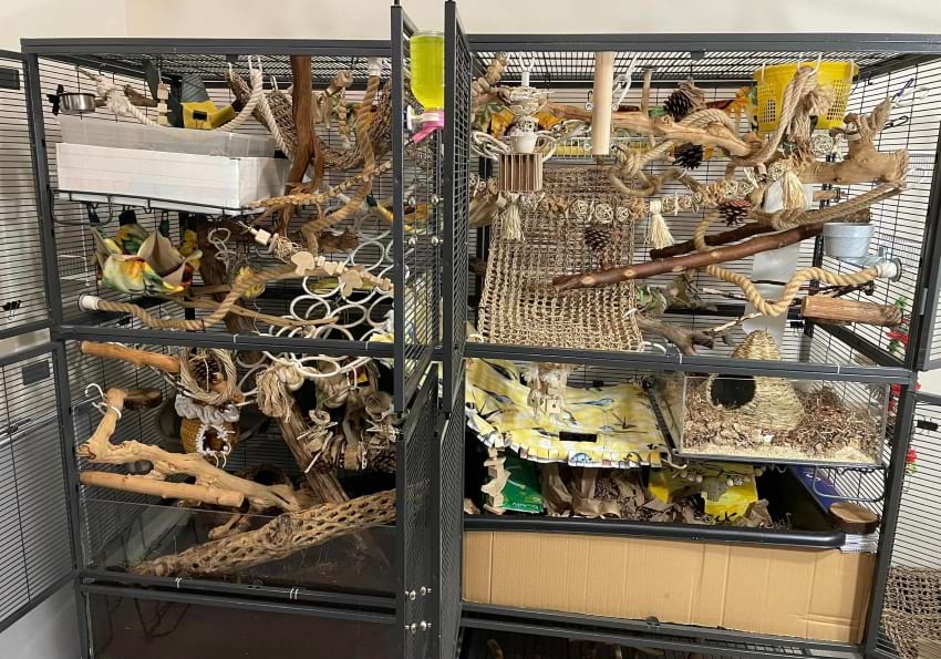 Rat cage setup by Hannah Mathews