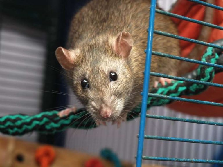 Signs Your Pet Rat Is Sick Or Dying Spot Them In Time!