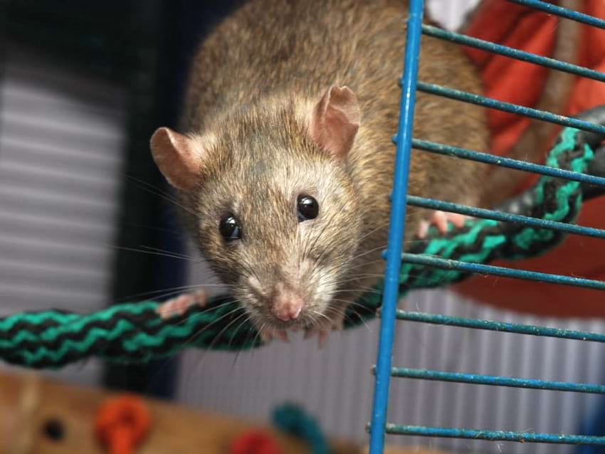 Signs of pain in rats