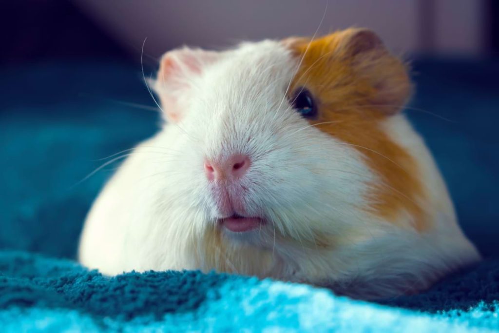 Guinea Pig Grooming 101 How to Keep Your Guinea Pigs Clean