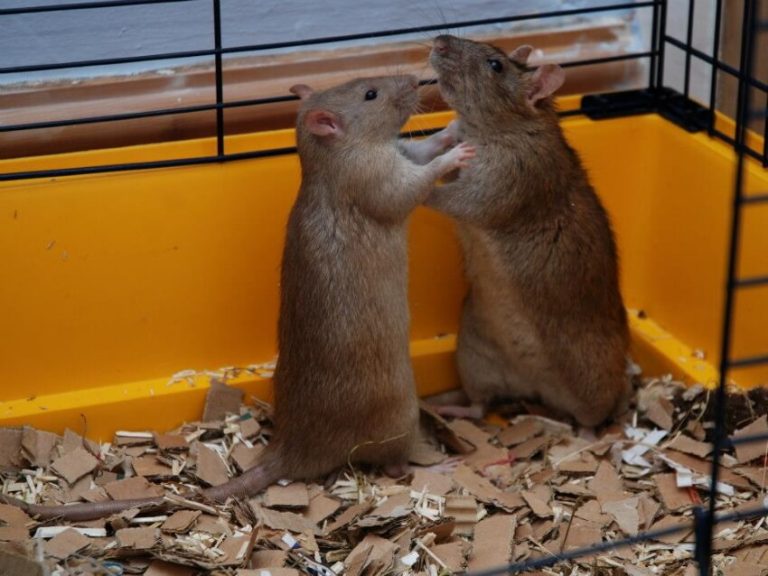Rat Care 101 A Complete Rat Care Guide For Beginners