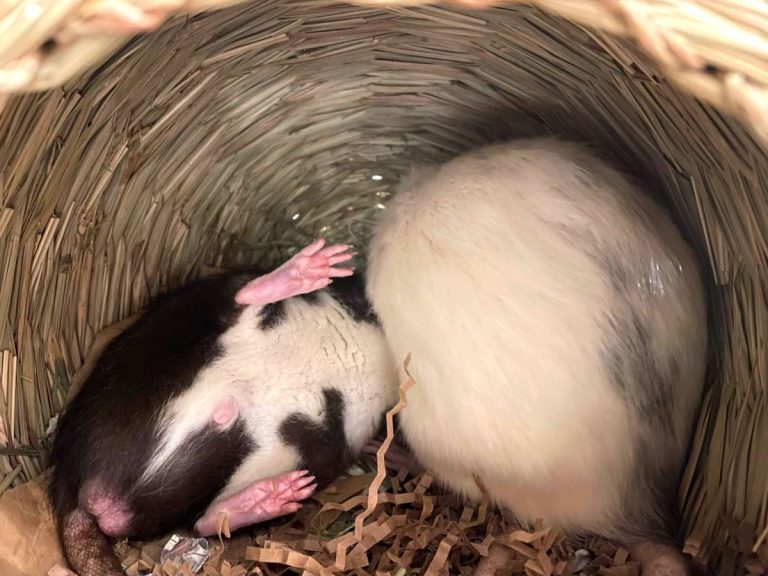 Are My Rats Playing or Fighting? Understanding Rat Behavior
