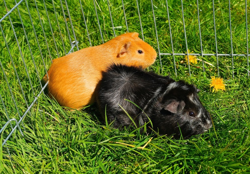 12 Ways to Make Your Guinea Pigs Happy A Guide to Pleased Piggies