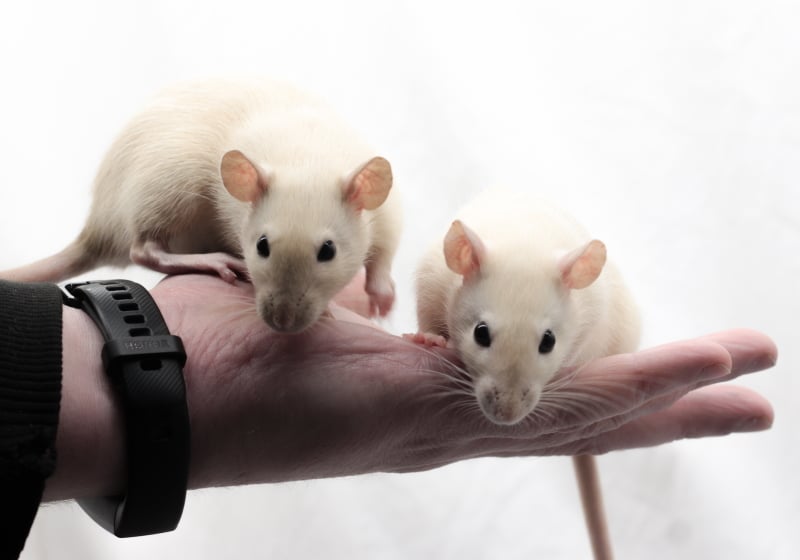 How to Bond With Your Rats 5 Bonding Activities You Can Do Now