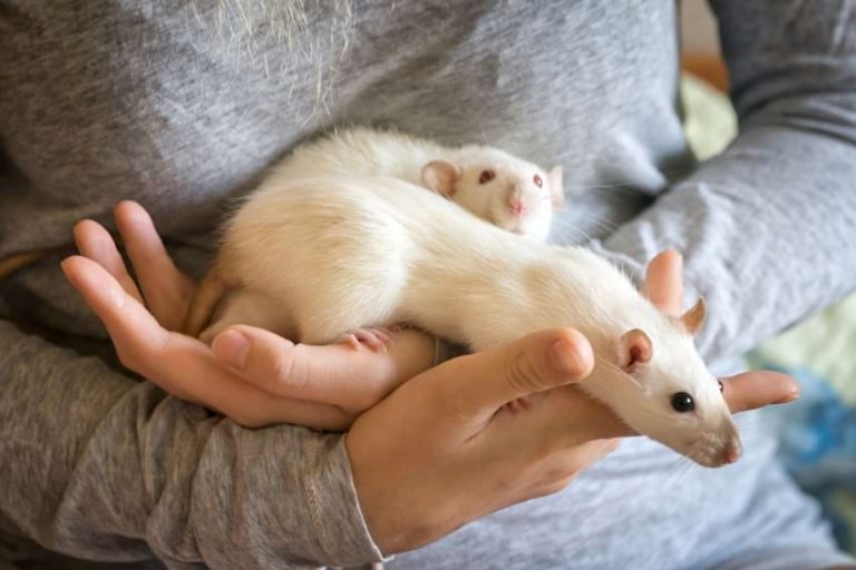 How to Bond With Your Rats 5 TriedandTrue Ways to Build Trust