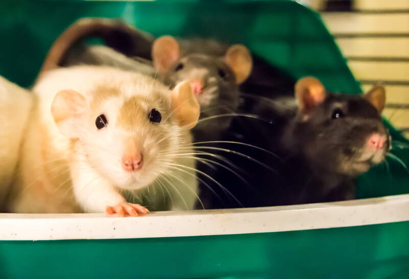 How to Litter Train Your Rats in 3 Easy Steps A Potty Training Guide