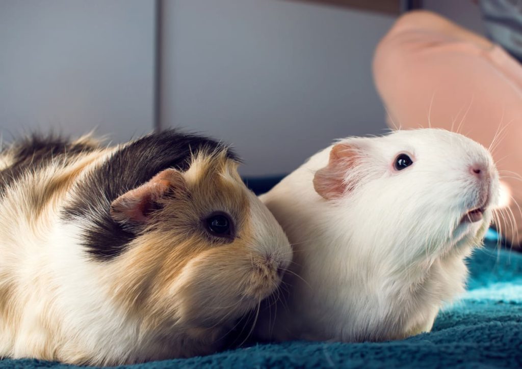 11 Ways to Make Your Guinea Pigs Happy Animallama