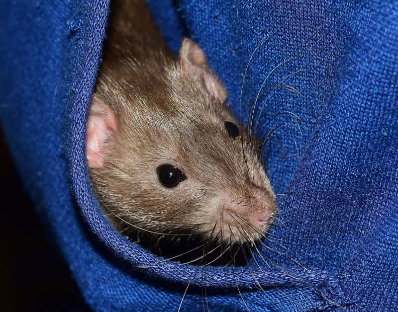 How to Bond With Your Rats 5 Bonding Activities You Can Do Now