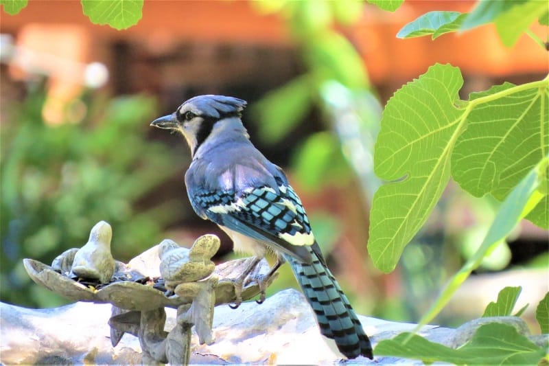 How To Attract Blue Jays 4 Essentials That Ll Entice Jays To Your Yard Animallama