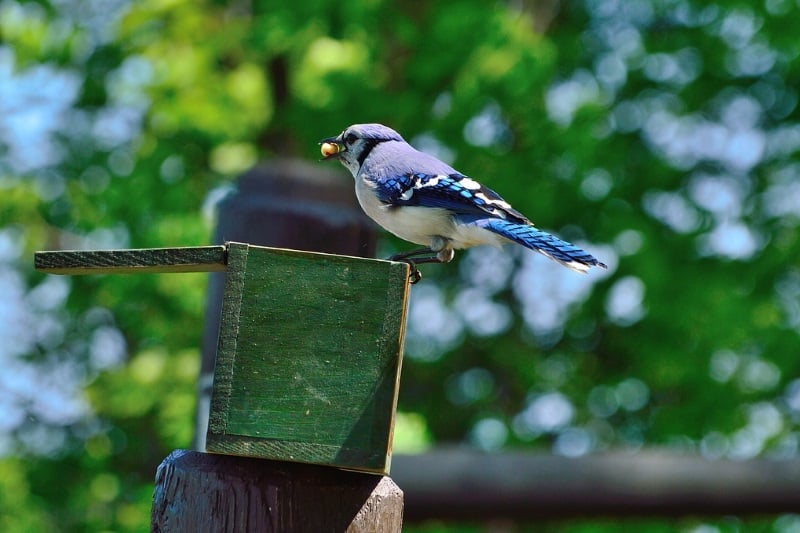 How To Attract Blue Jays 4 Essentials That Ll Entice Jays To Your Yard Animallama