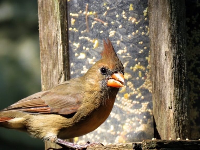 Cardinal Bird Food Guide Offer Irresistible Eats & Attract Cardinals
