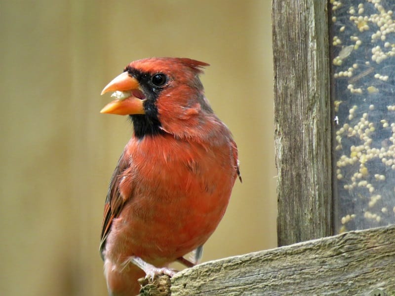 Cardinal Bird Food: A Comprehensive Guide to Nourishing Your Backyard Visitors