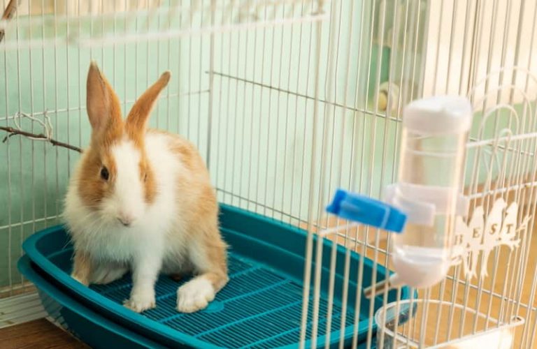 How to Clean a Rabbit Cage Daily & Weekly Cleaning Activities Animallama
