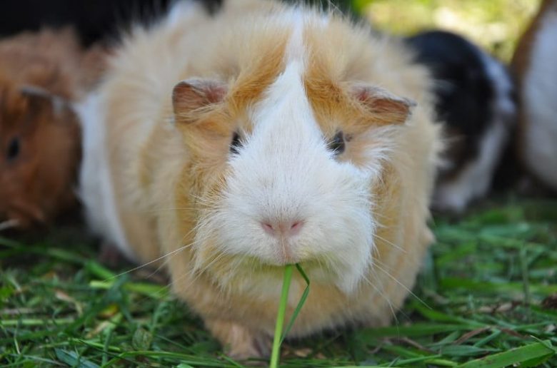 Illustration of Feeding Guinea Pigs For Strong Bones And Joints