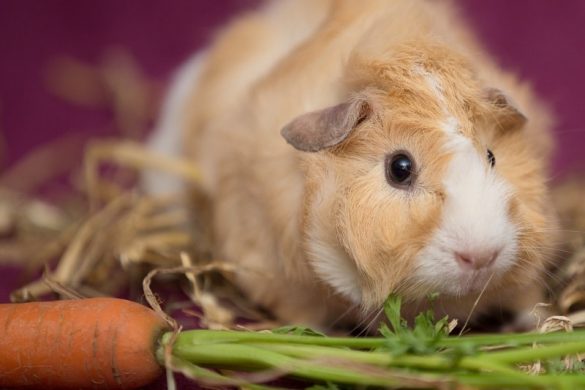 Gallery Detail: How To Feed Guinea Pigs Easy To Follow Feeding Schedule