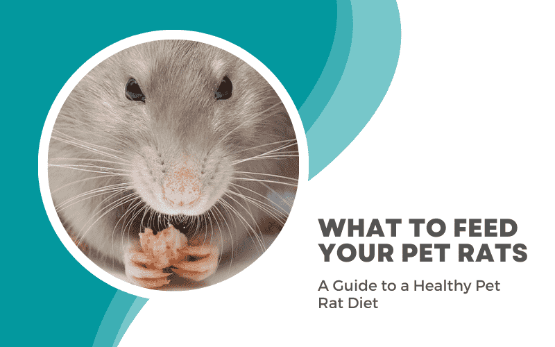 What Do Pet Rats Eat? Pet Rat Diet