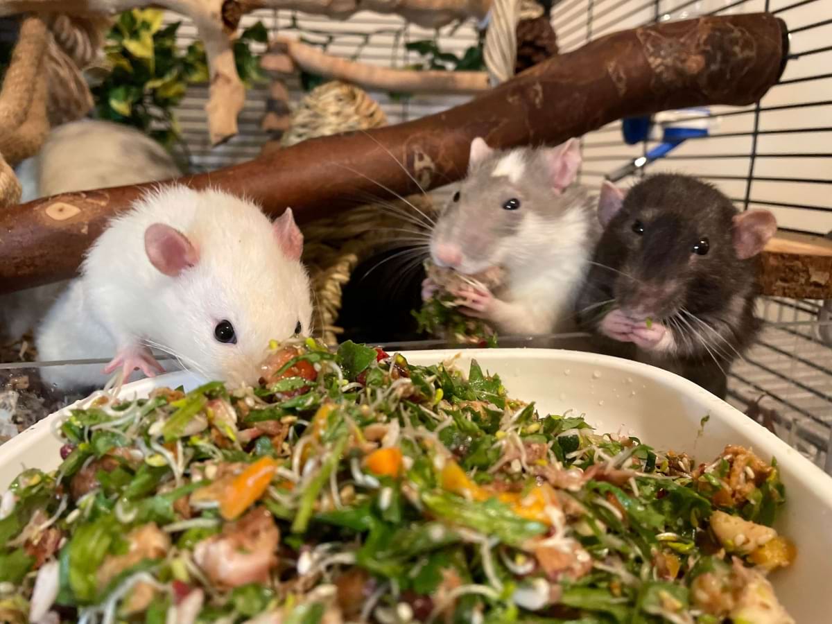 What Do Pet Rats Eat? Pet Rat Diet