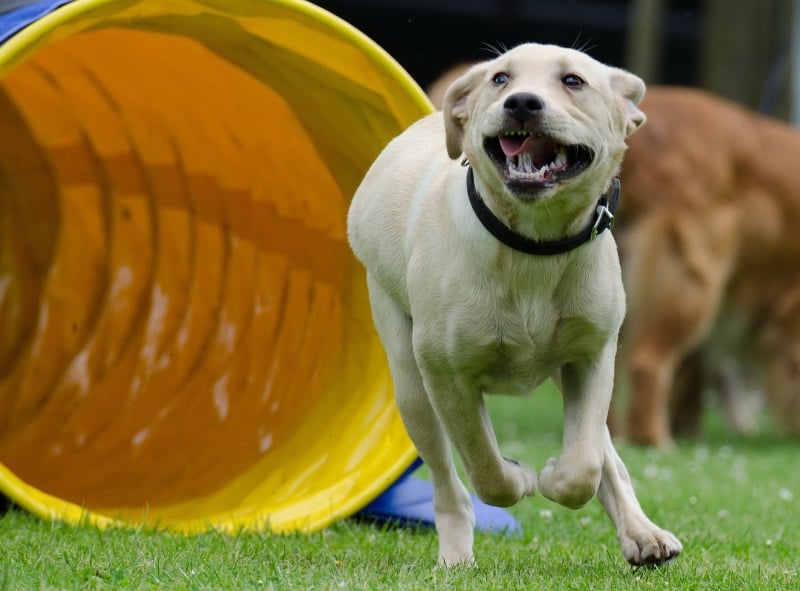 Agility training to entertain your dog