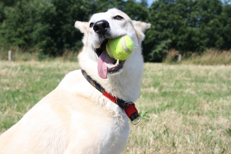 Entertaining your dog: Play fetch