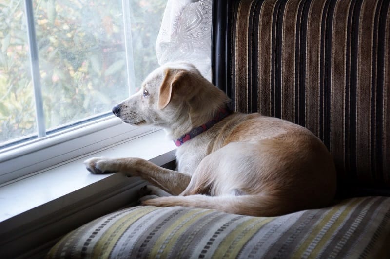 Window watching for dog entertainment