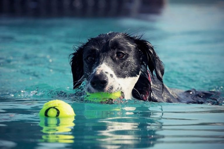 18 (P)awesome Ways To Entertain Your Dog