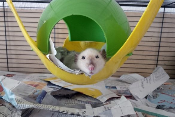 Best Rat Toys: 7 Types of Toys to Entertain Your Rats for Hours ...