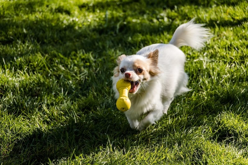Dog carrying a toy