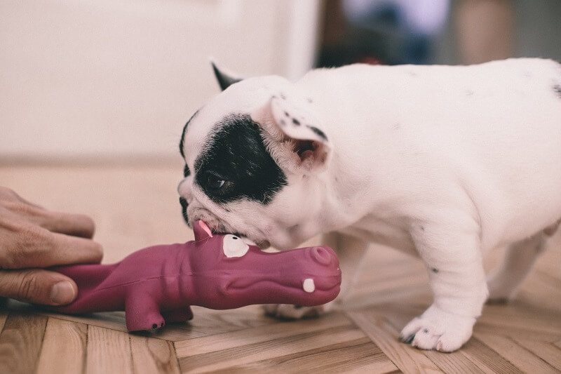 Giving your dog tasks will make him happy