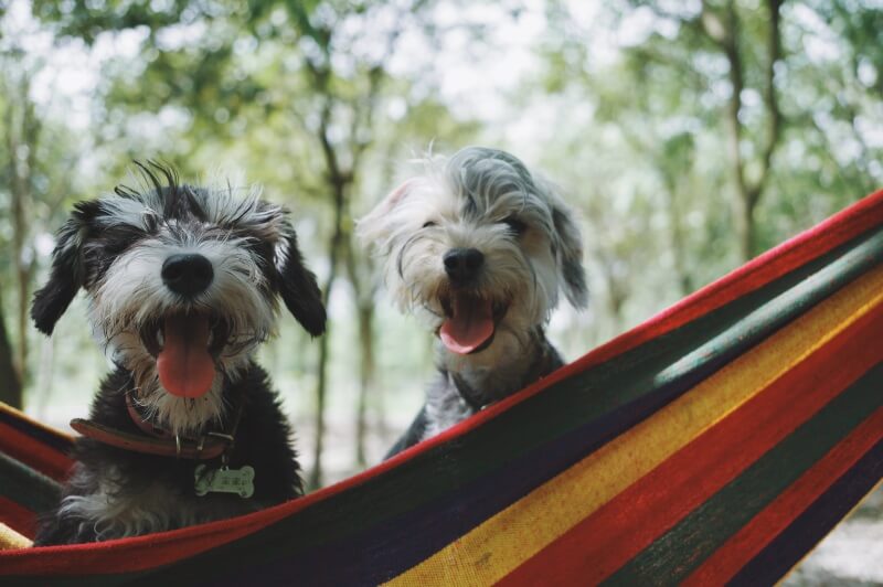 Take your dog on a vacation