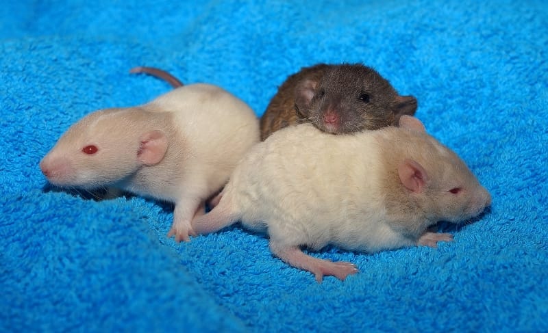 how to take care of mouse babies