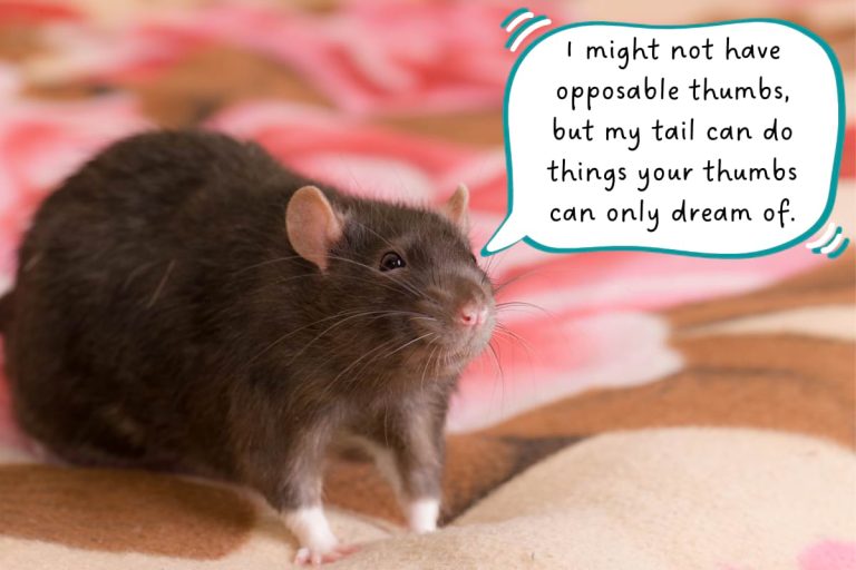 10 Pet Rat Facts Every Rat Owner Should Know
