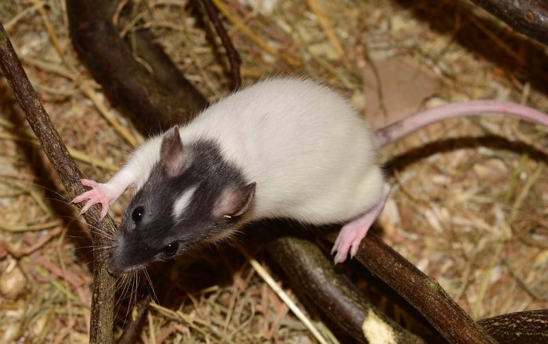 10 Pet Rat Facts to Keep in Mind When Caring for Rats Animallama