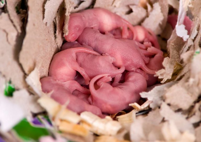 You’ve Found Baby Rats – What to Do Now?